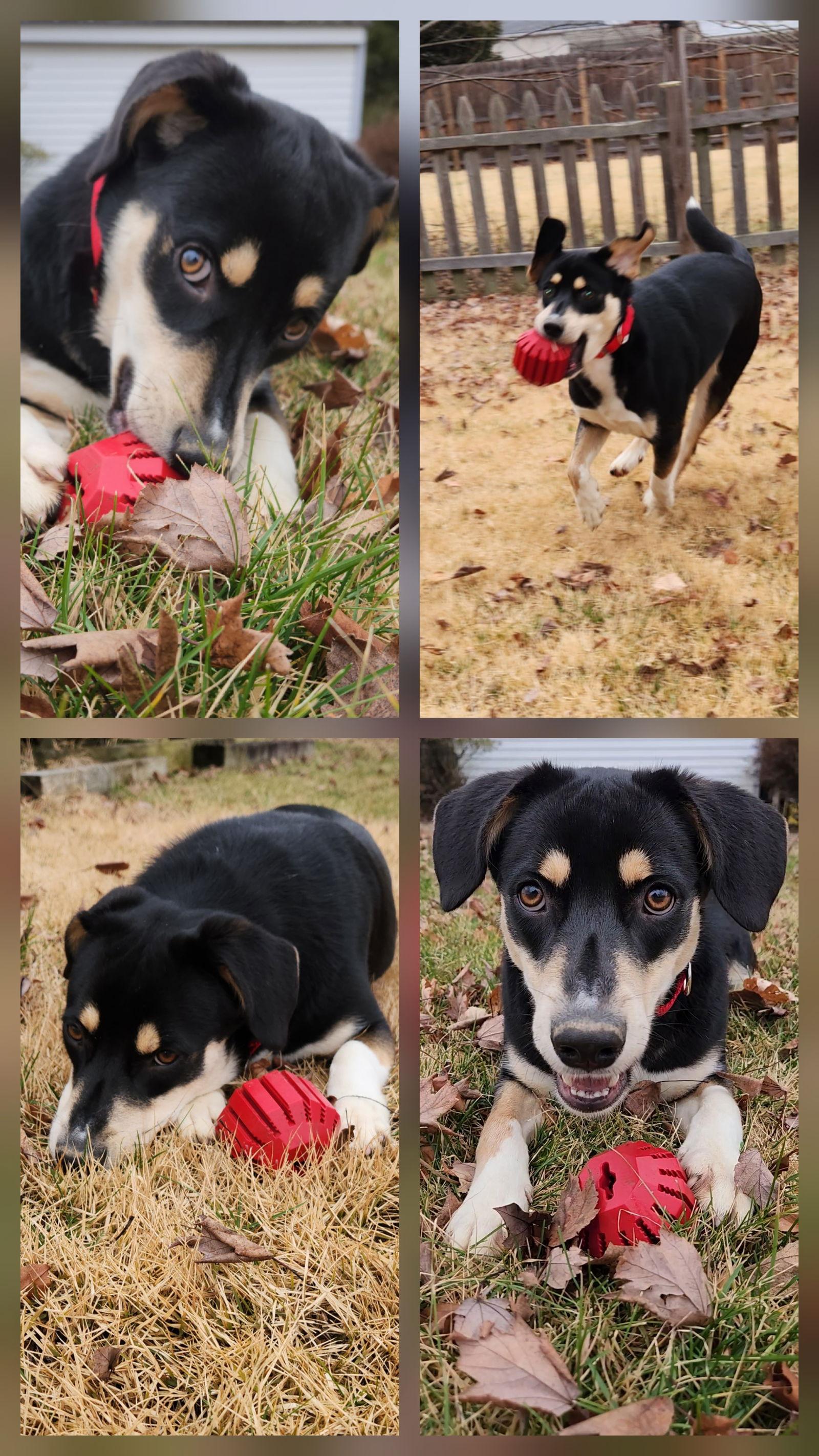Enlarge Thumbs, a Adoptable mixed breed in Doylestown, PA image 3/3