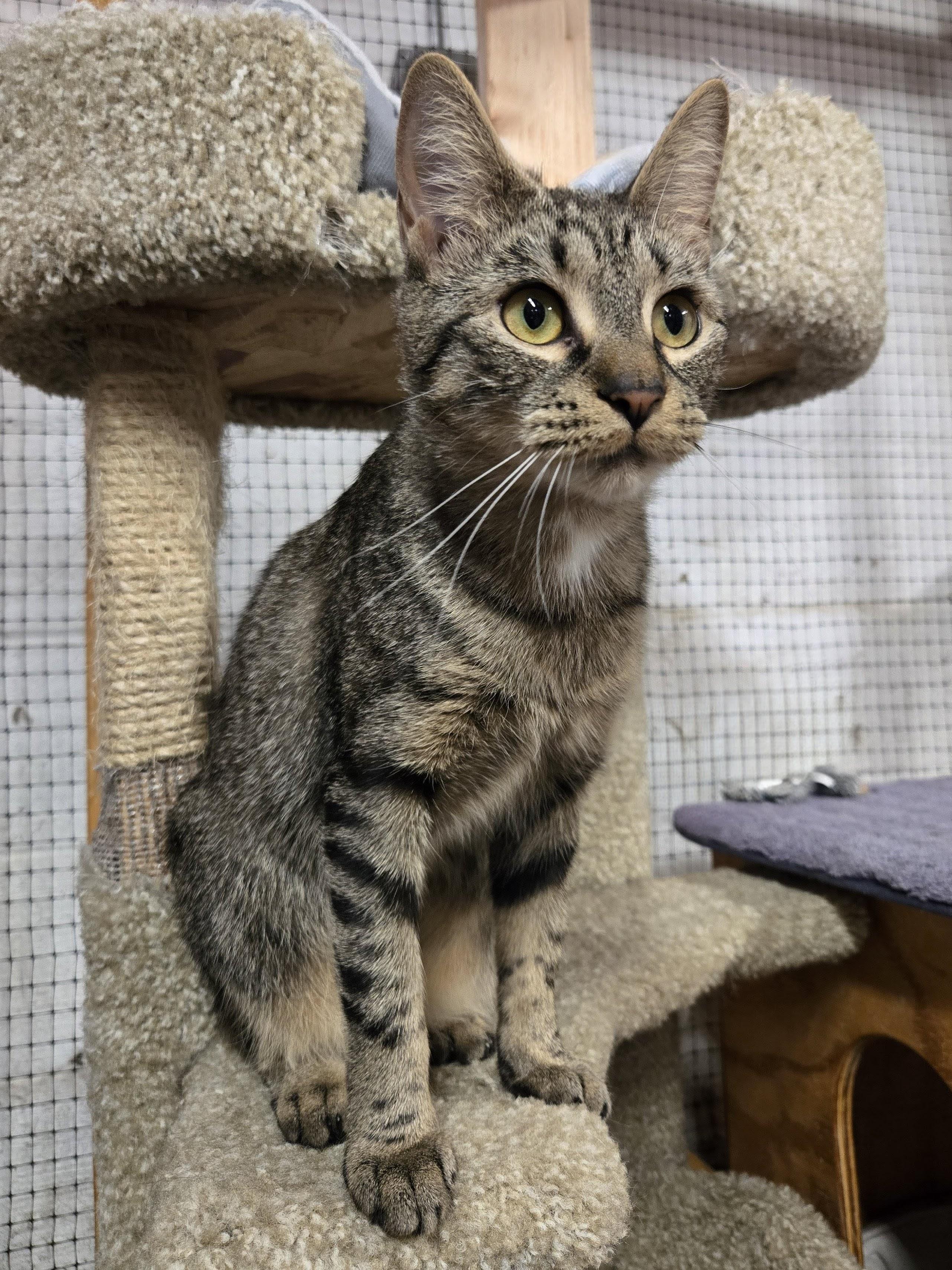 Enlarge Celeste, a Adoptable mixed breed in East Amherst, NY image 4/6