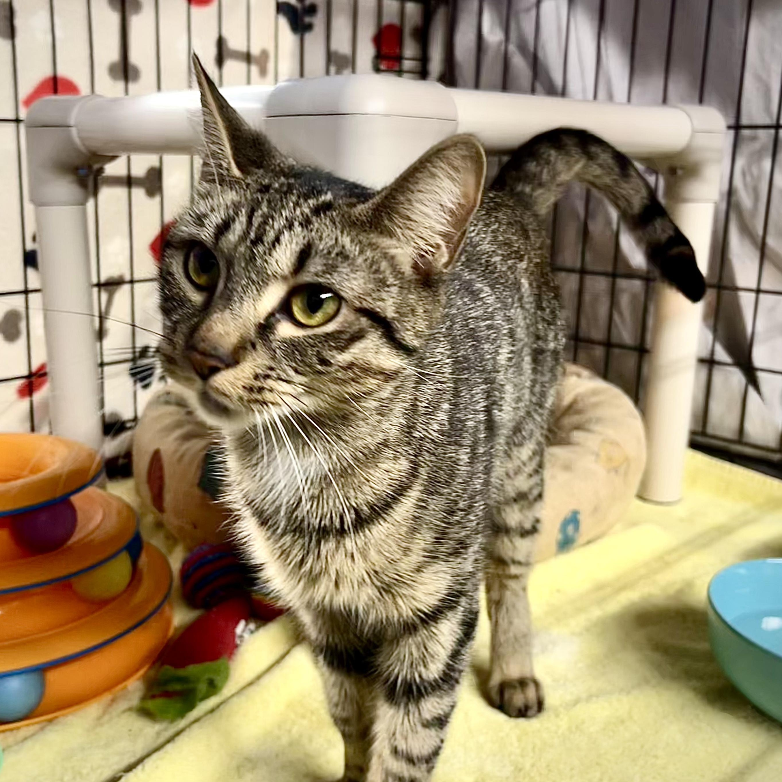 Enlarge Celeste, a Adoptable mixed breed in East Amherst, NY image 6/6