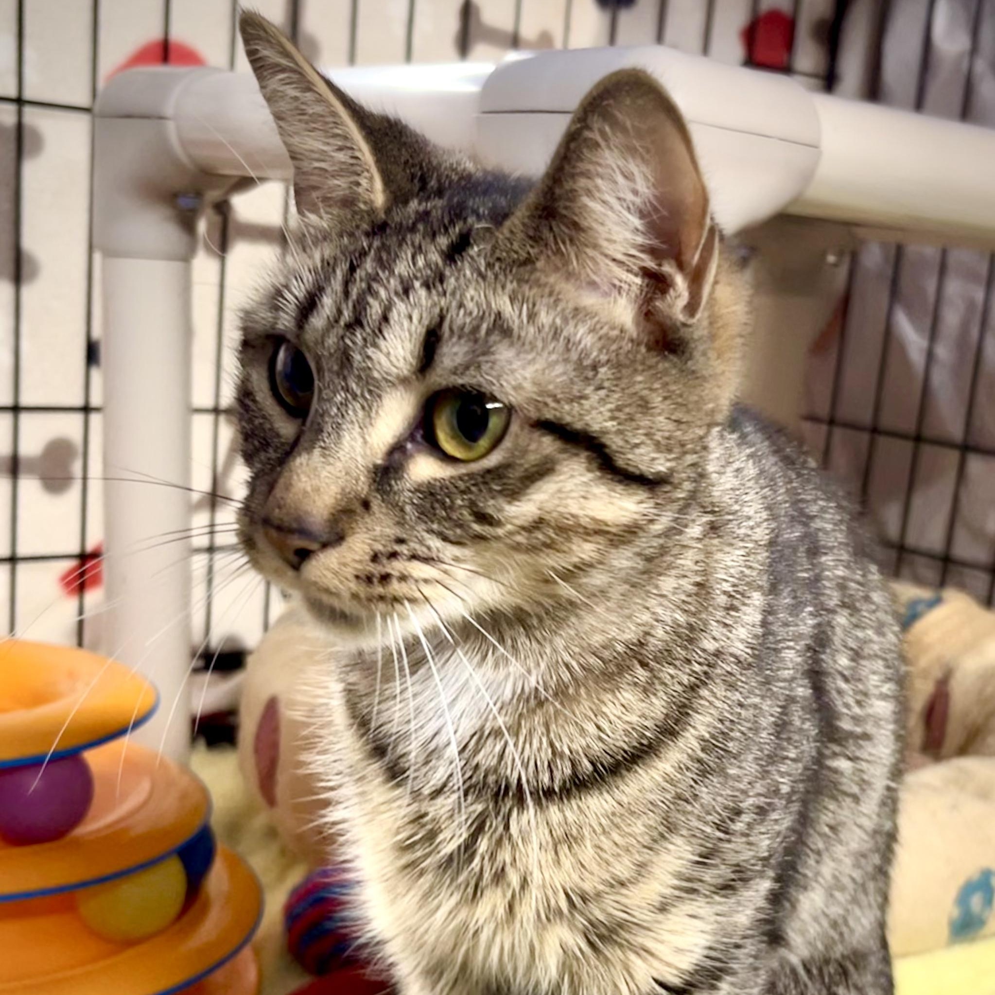 Enlarge Celeste, a Adoptable mixed breed in East Amherst, NY image 4/6