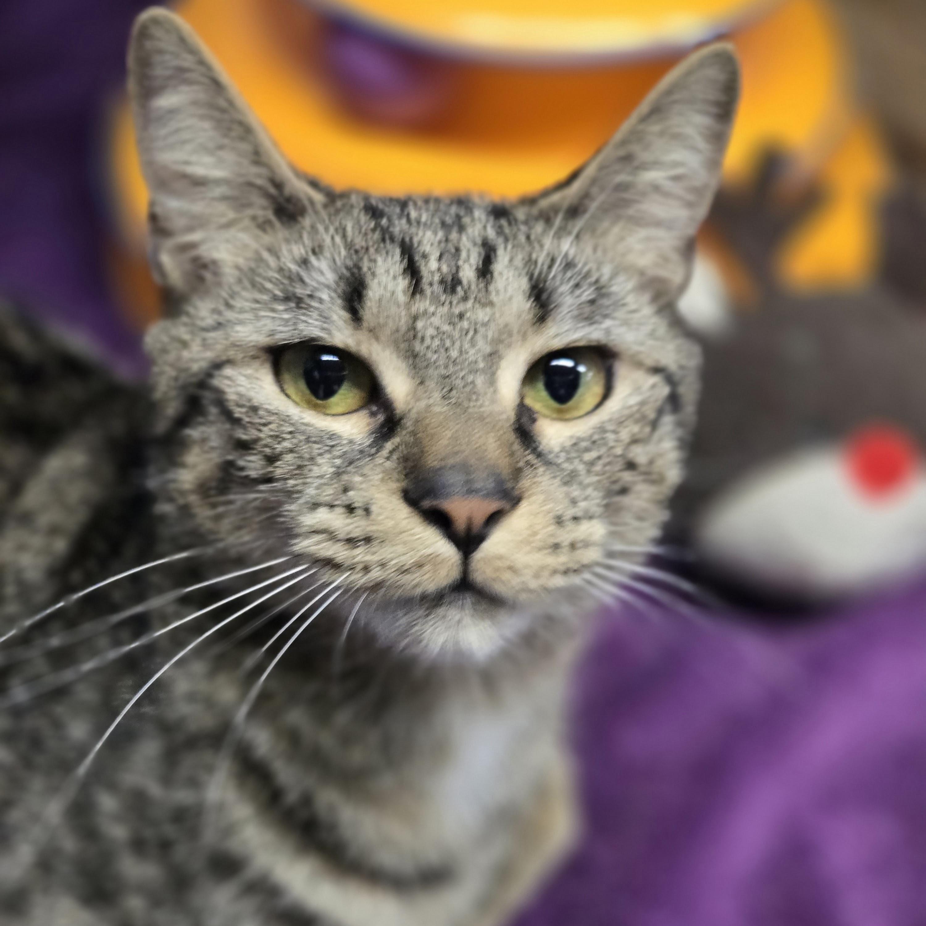 Celeste, Adoptable, Young Female Tabby & Domestic Short Hair.