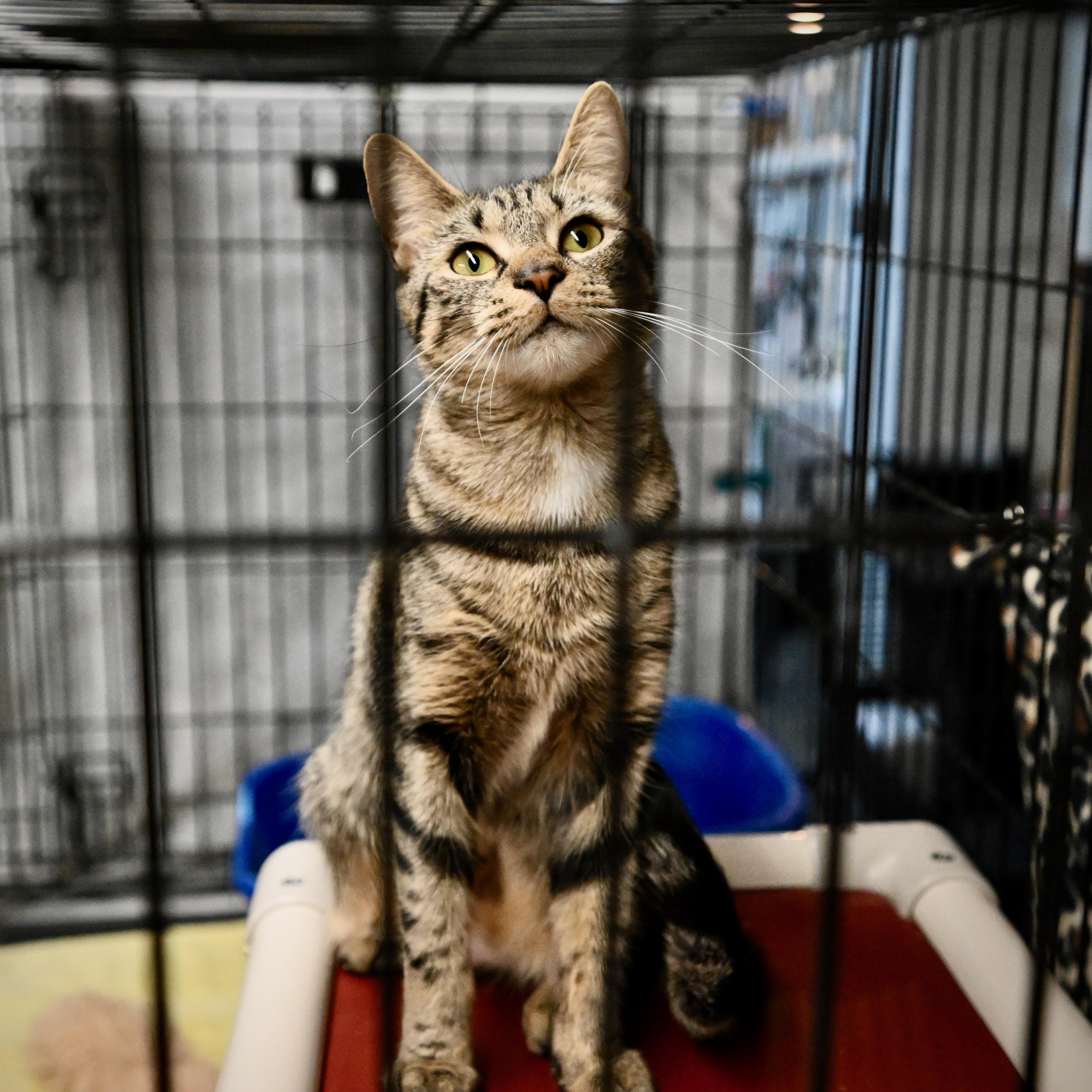 Enlarge Celeste, a Adoptable mixed breed in East Amherst, NY image 6/6