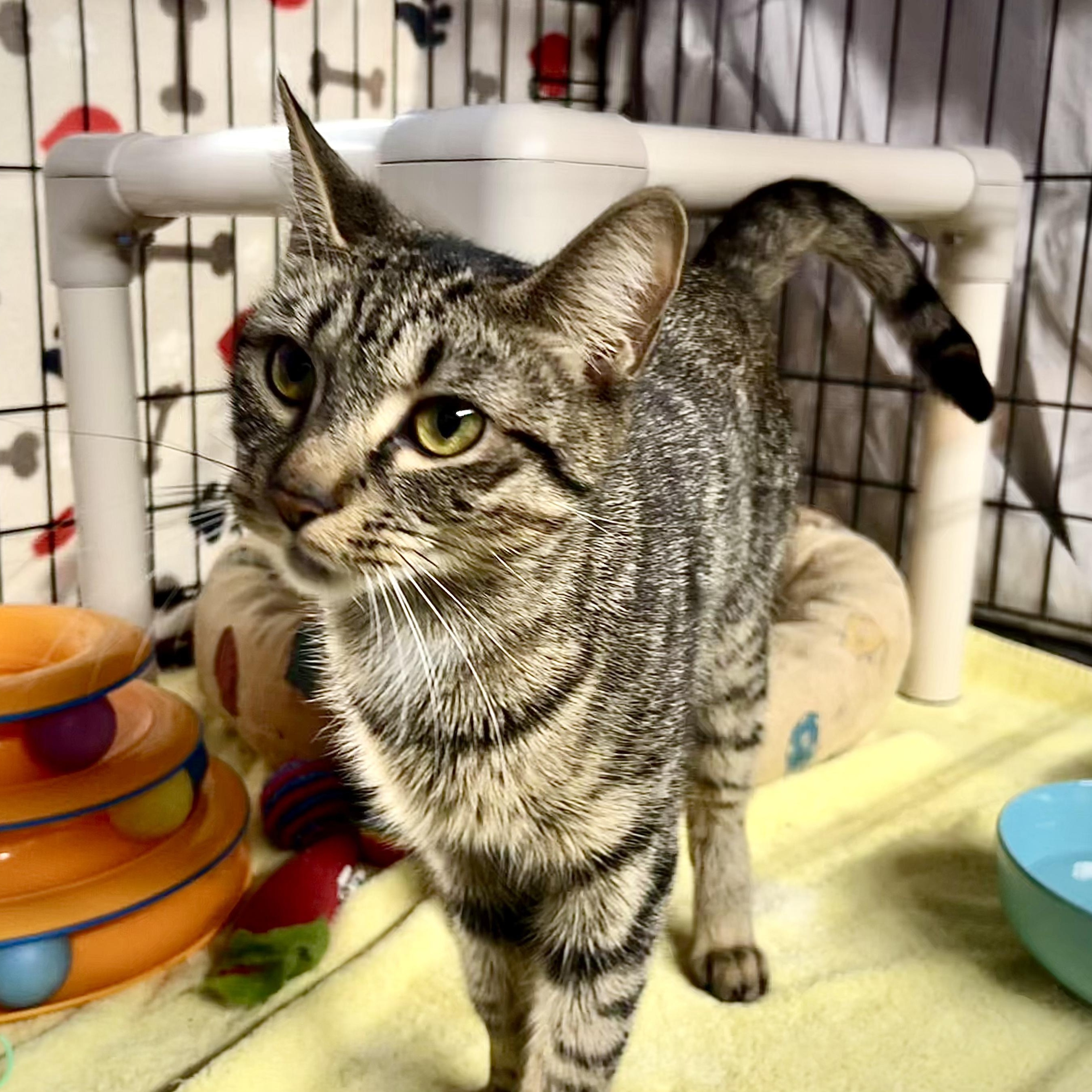 Celeste, Adoptable, Young Female Tabby & Domestic Short Hair.
