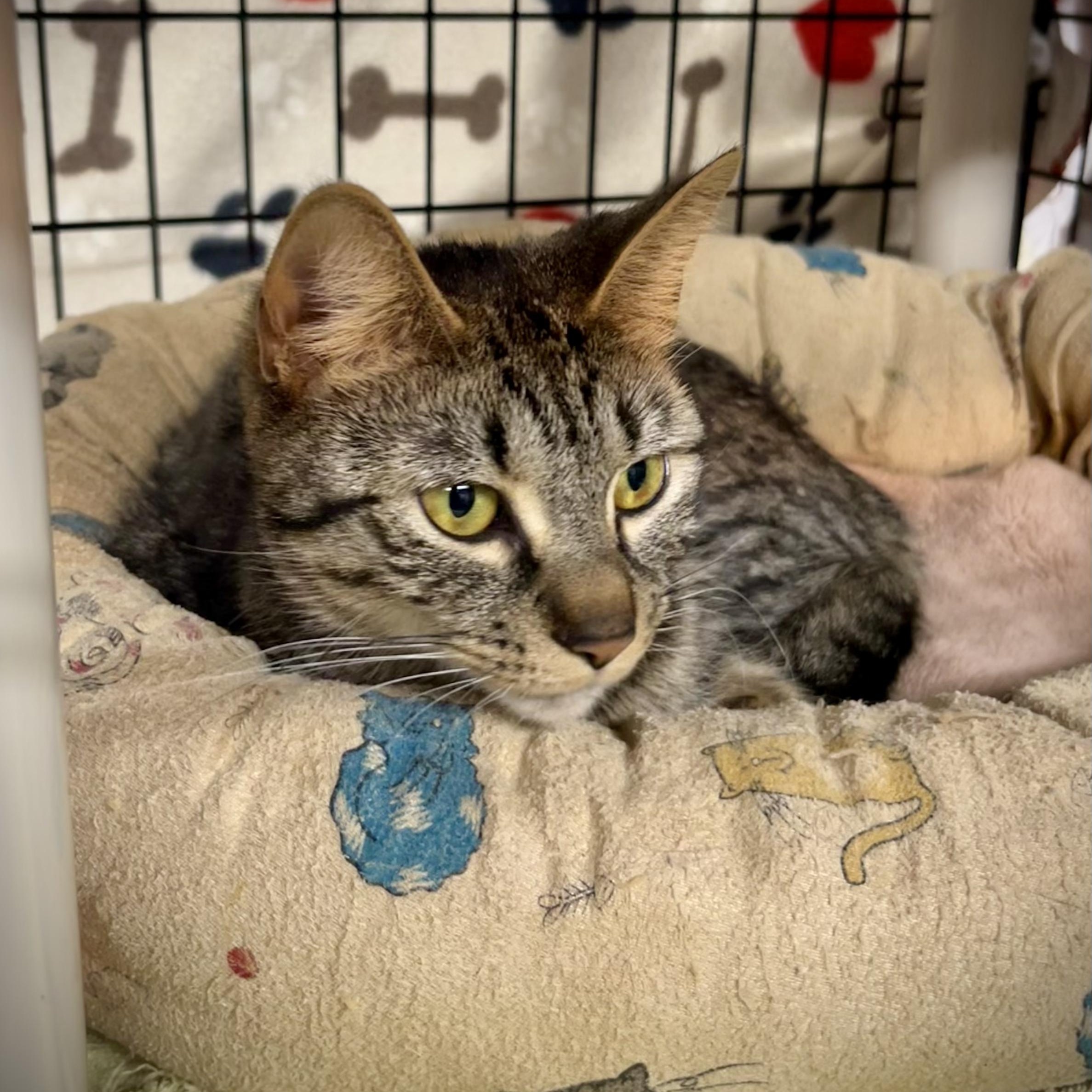 Enlarge Celeste, a Adoptable mixed breed in East Amherst, NY image 5/6