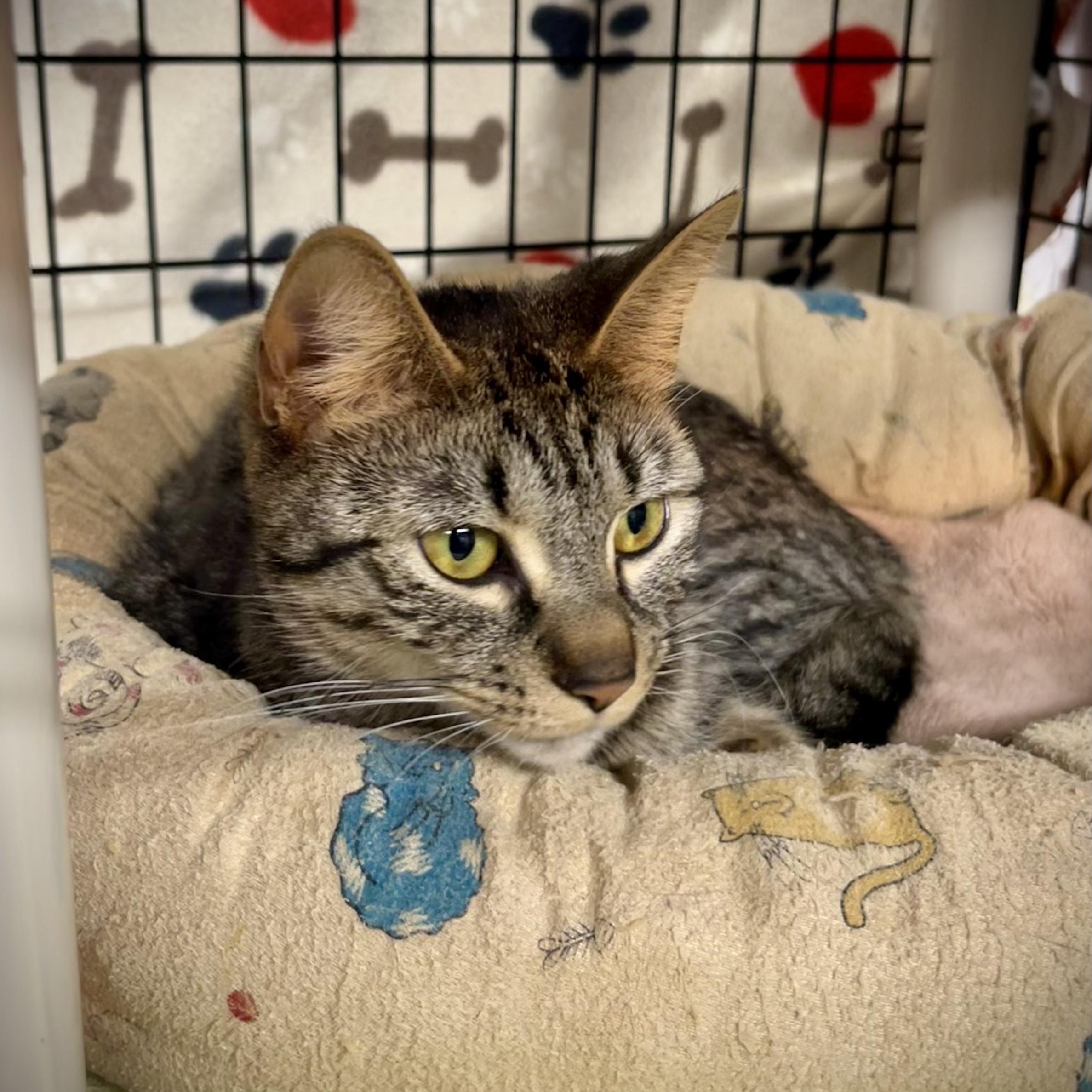 Enlarge Celeste, a Adoptable mixed breed in East Amherst, NY image 2/6