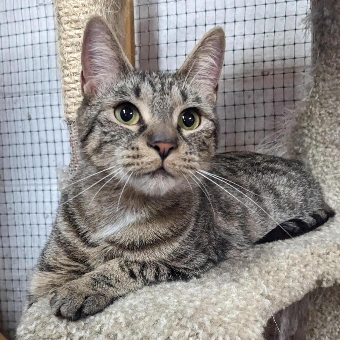 Celeste, Adoptable, Young Female Tabby & Bengal.