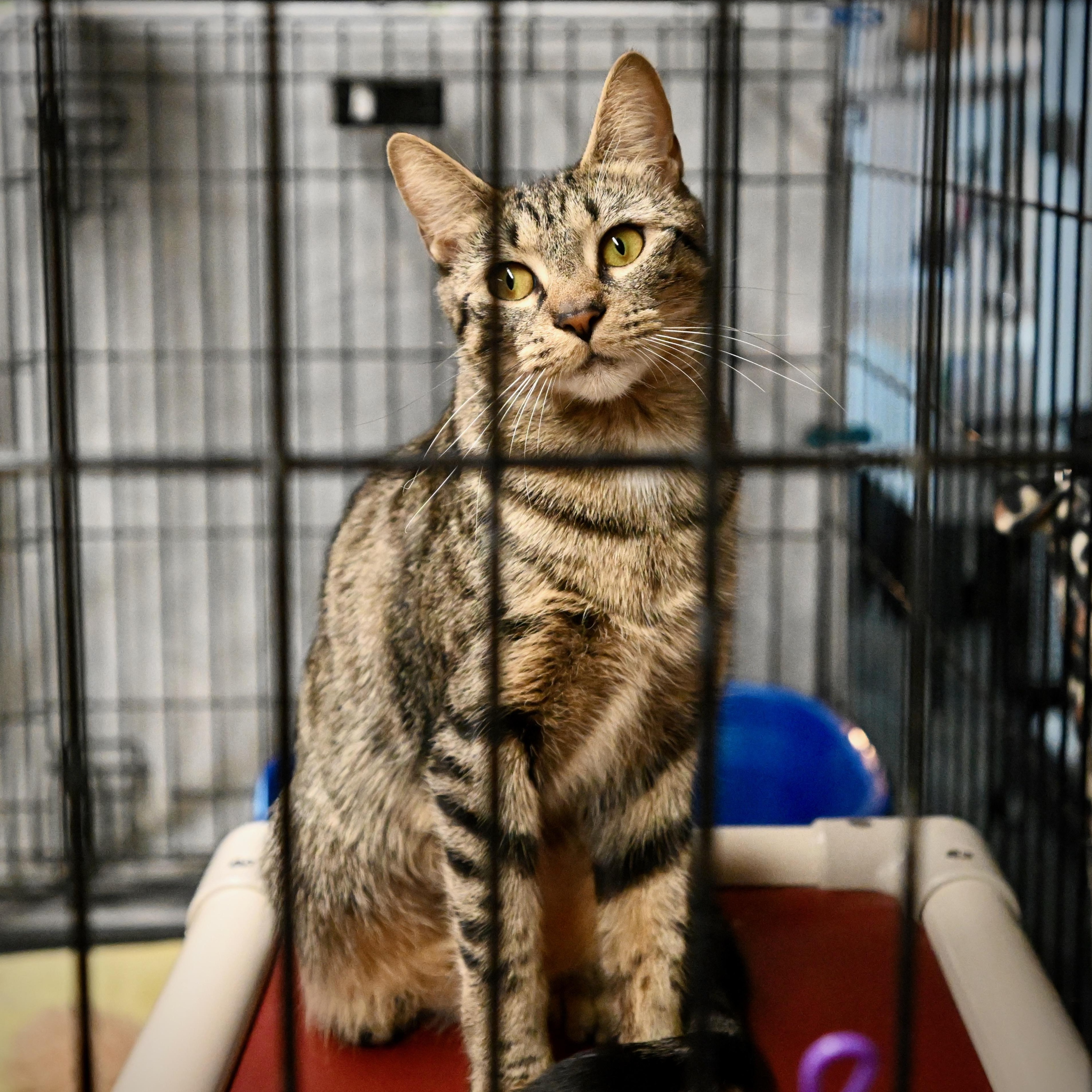 Enlarge Celeste, a Adoptable mixed breed in East Amherst, NY image 5/6