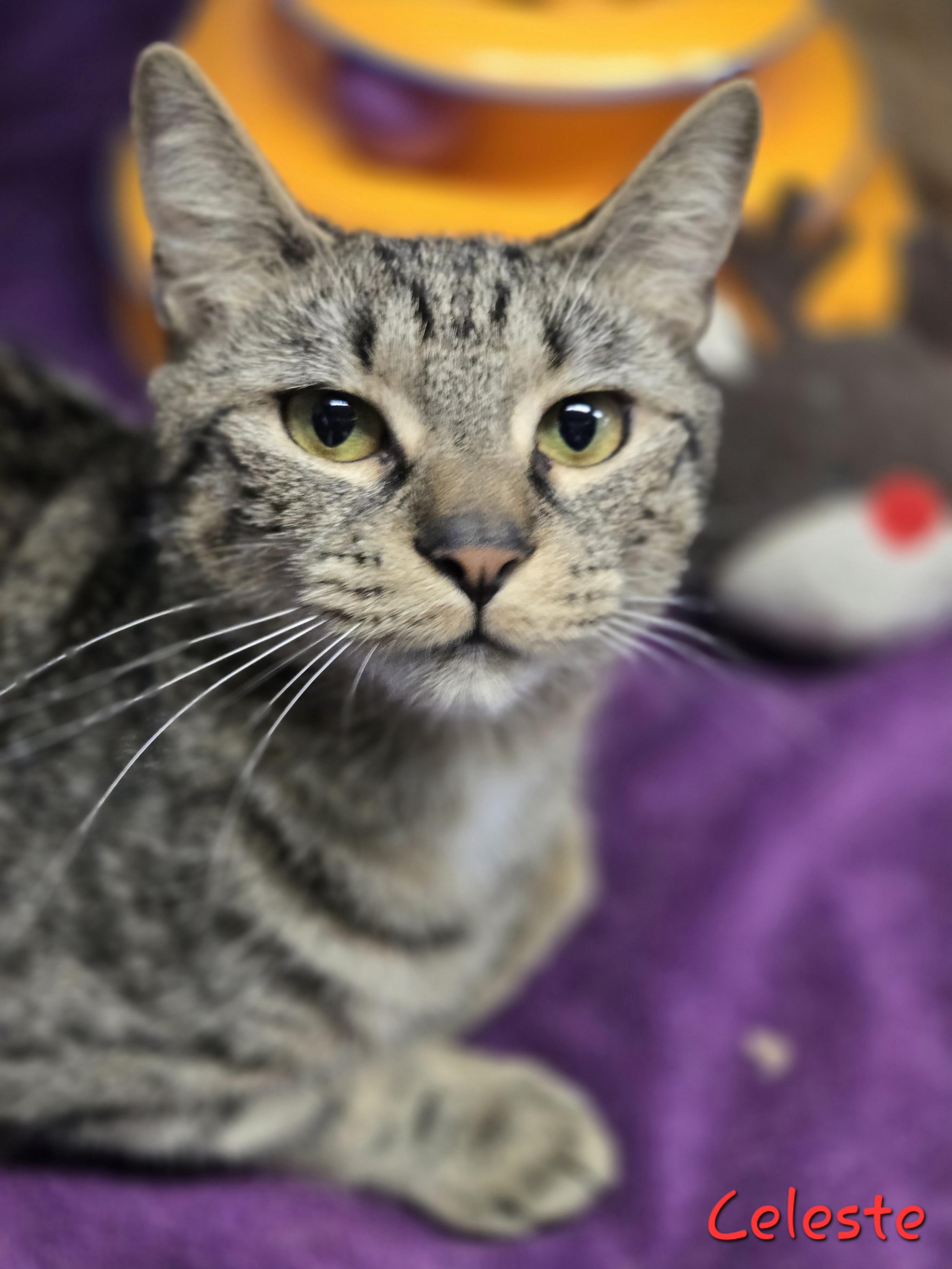 Enlarge Celeste, a Adoptable mixed breed in East Amherst, NY image 3/6