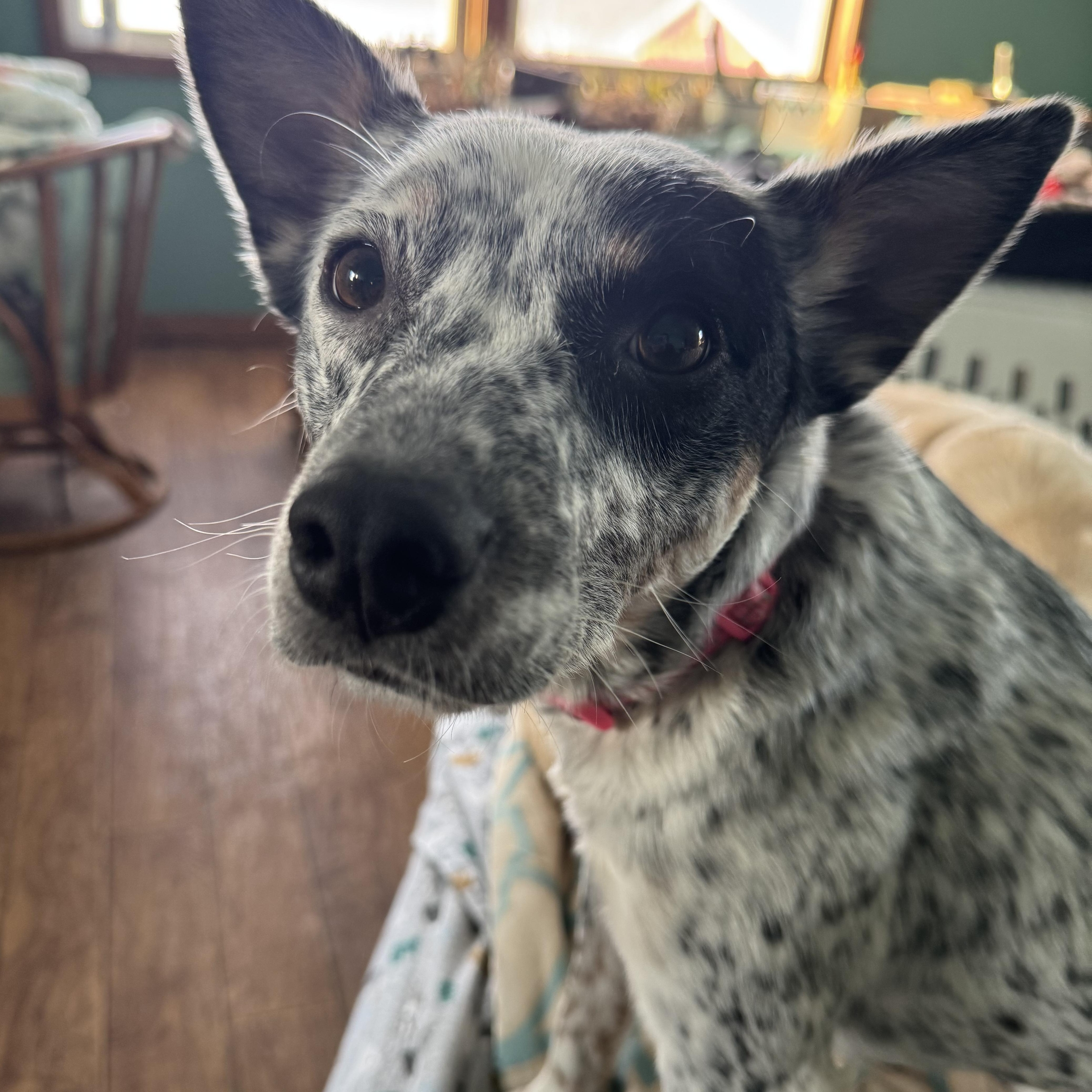 Apache, ADOPTABLE, Young Female Australian Cattle Dog / Blue Heeler.