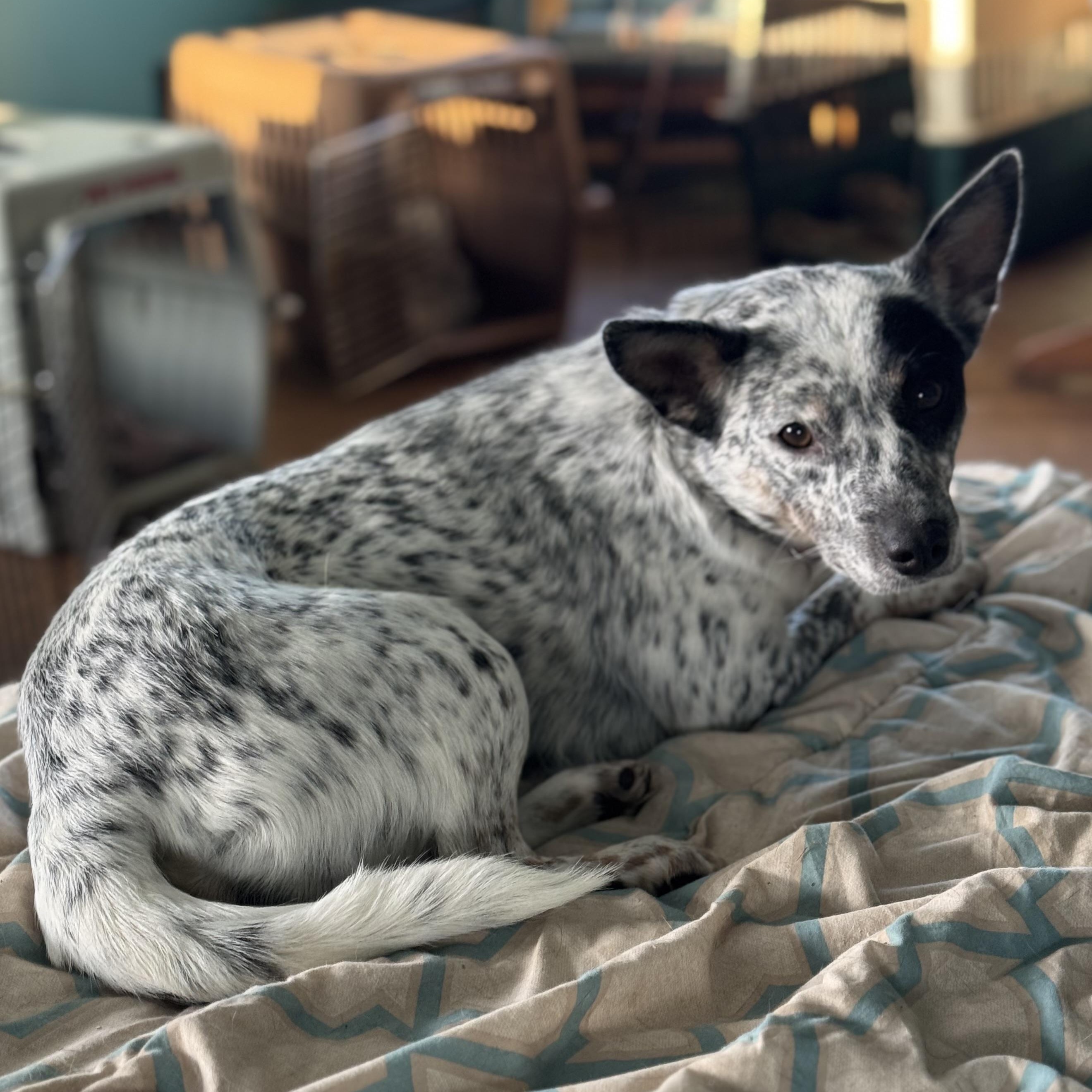 Apache, a ADOPTABLE Australian Cattle Dog / Blue Heeler in Coldwater, MI image 2/2