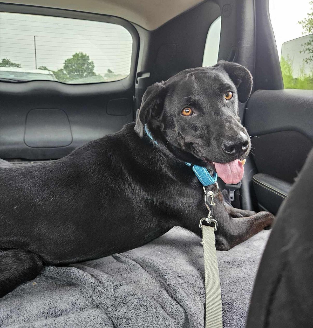 Wiggles, a Adoptable mixed breed in Bensalem, PA image 1/6