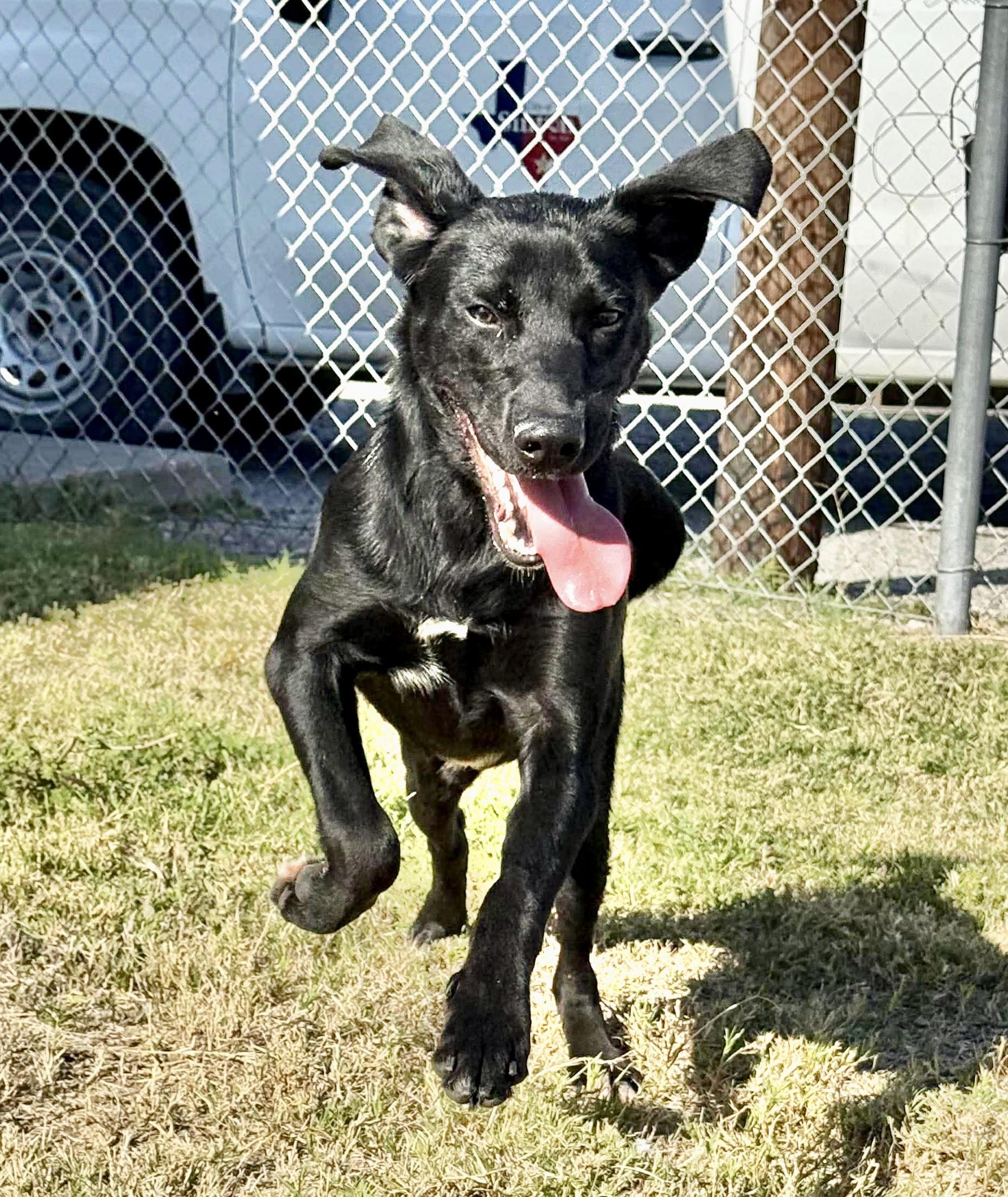 Wiggles, a Adoptable mixed breed in Bensalem, PA image 3/6