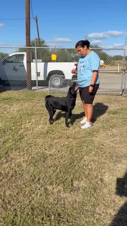 Enlarge Wiggles, a Adoptable mixed breed in Bensalem, PA video 6/6