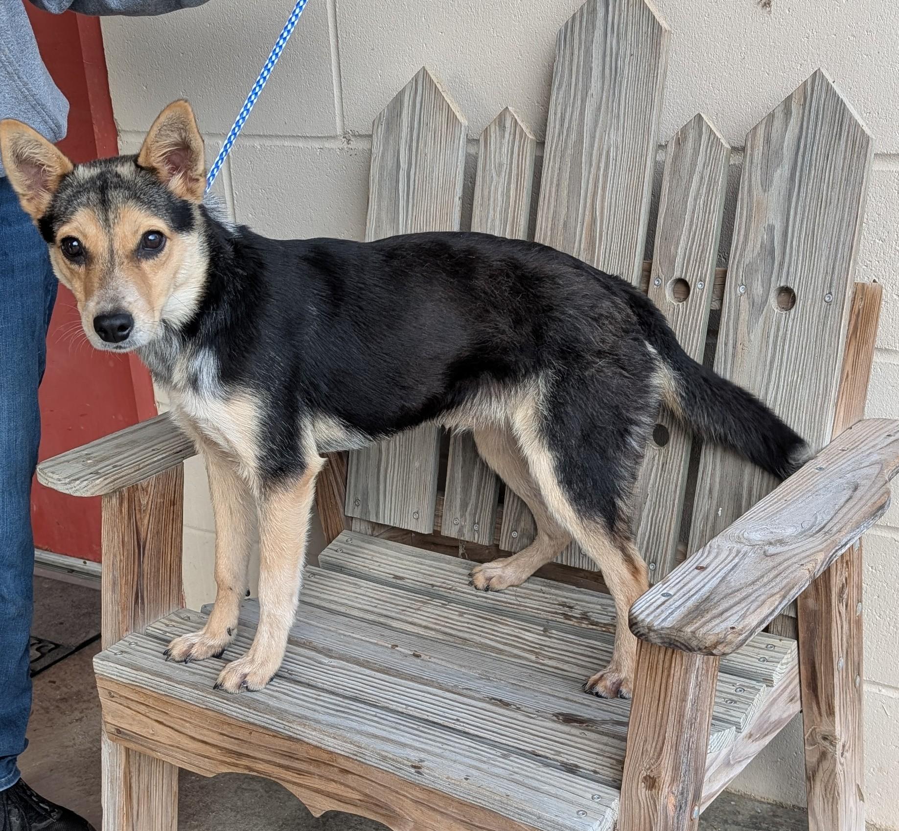 Enlarge Stetson, a Adoptable mixed breed in Parsons, KS image 1/1