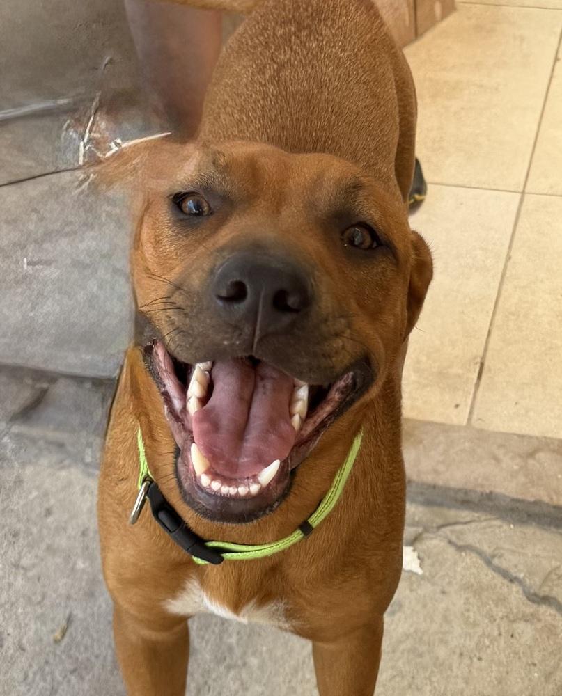 Pali, Adoptable, Puppy Male Rhodesian Ridgeback.