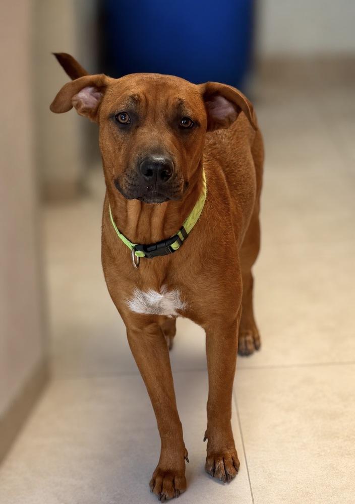 Enlarge Pali, a Adoptable mixed breed in Escondido, CA image 2/3