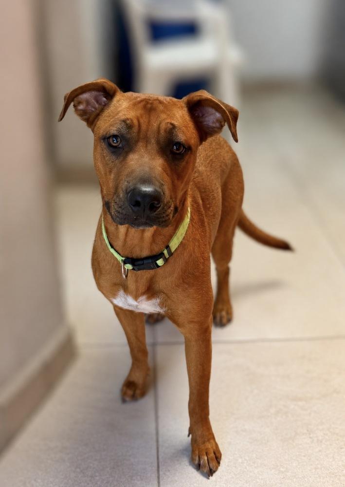 Enlarge Pali, a Adoptable mixed breed in Escondido, CA image 3/3