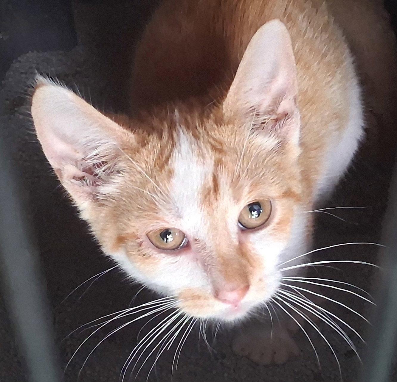 Rover, Adoptable, Kitten Male Domestic Short Hair.