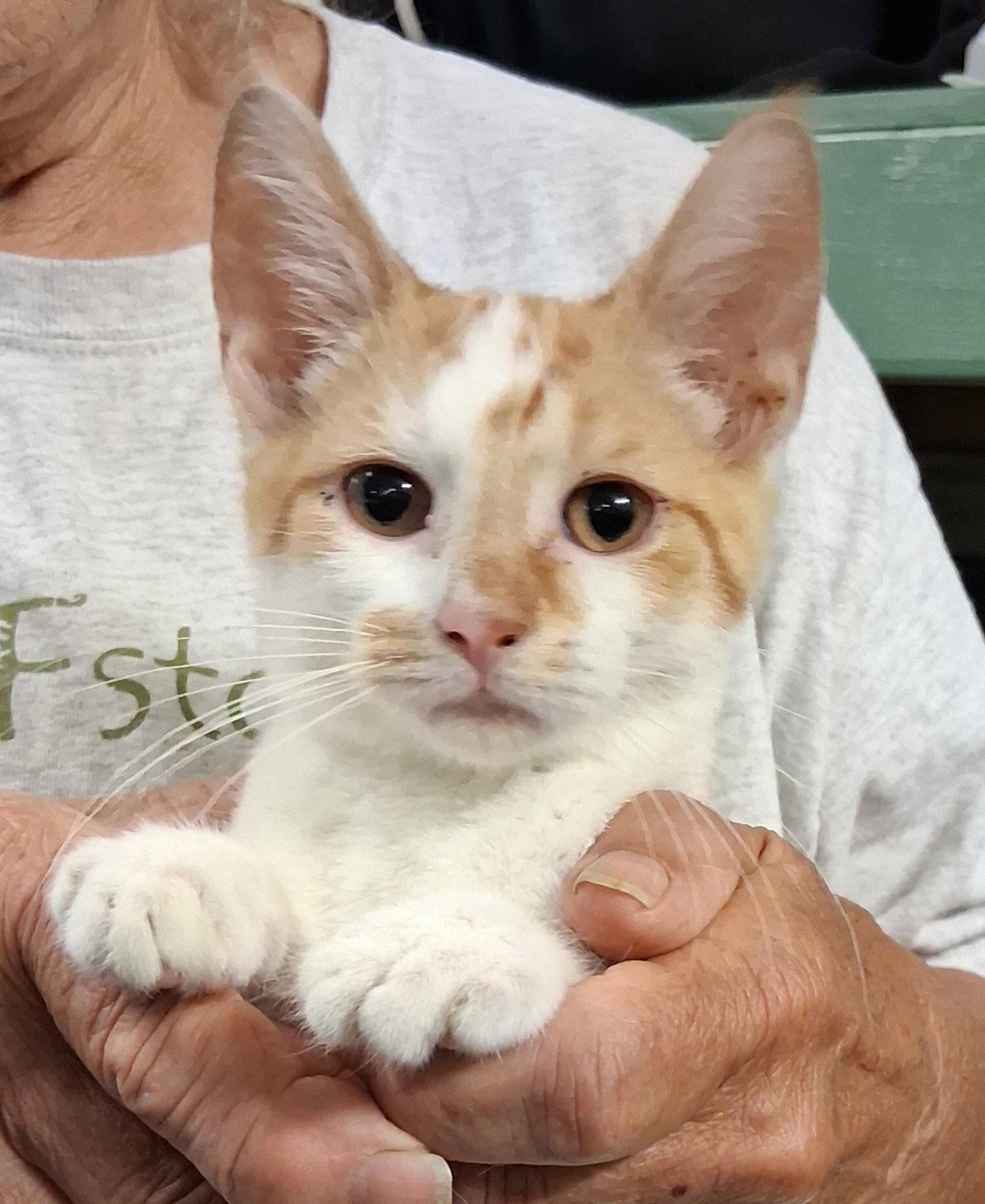 Enlarge Rover, a Adoptable Domestic Short Hair in Mcconnelsville, OH image 2/2