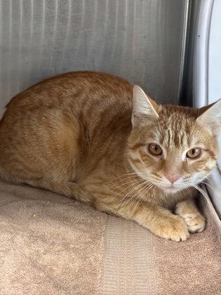 Boy Scout — thumbnail 2