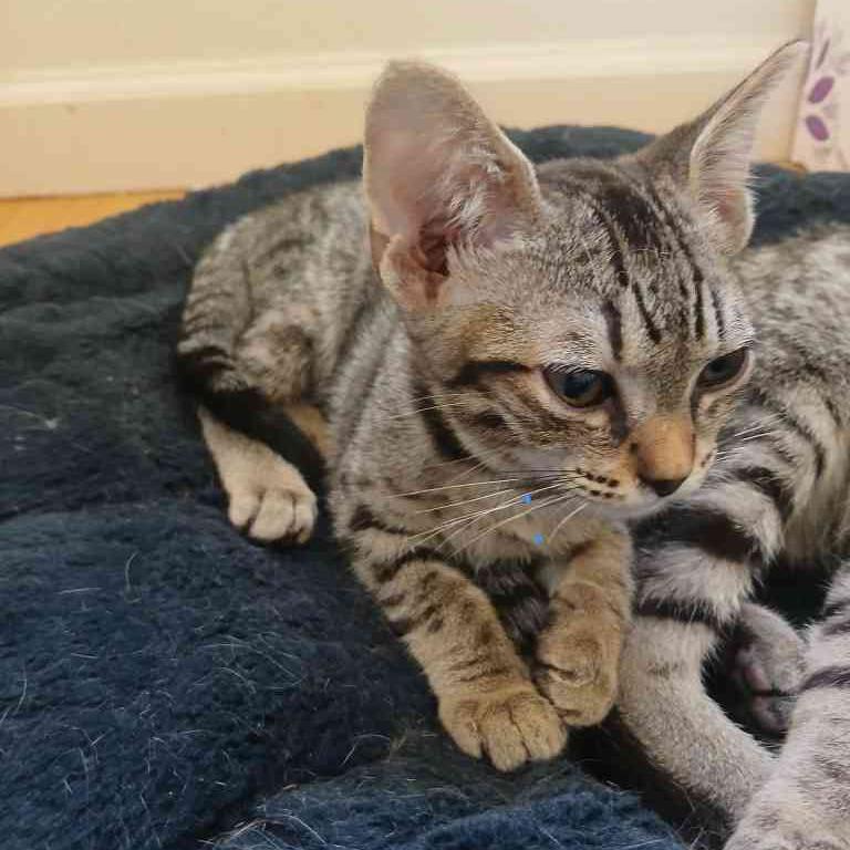 Daisy, Adoptable, Kitten Female Domestic Short Hair.