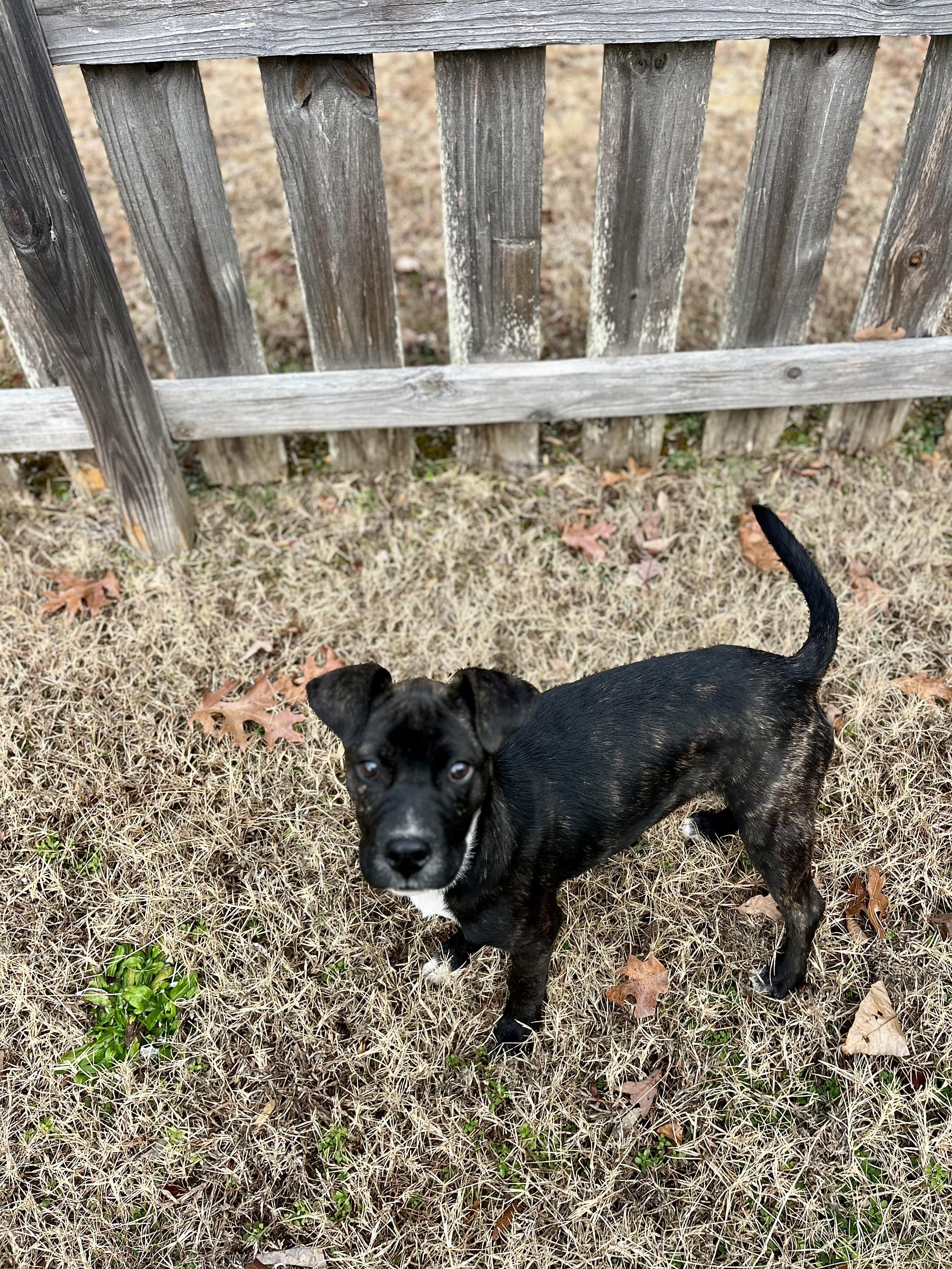 Enlarge Ben , a ADOPTABLE mixed breed in Albemarle, NC image 1/1