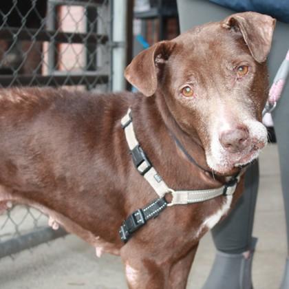 Enlarge Potsticker, a Adoptable mixed breed in Richmond, VA image 2/5