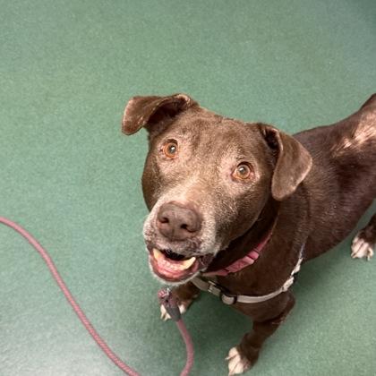 Enlarge Potsticker, a Adoptable mixed breed in Richmond, VA image 3/5