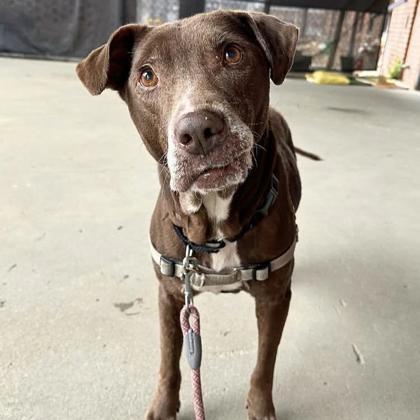 Enlarge Potsticker, a Adoptable mixed breed in Richmond, VA image 4/5