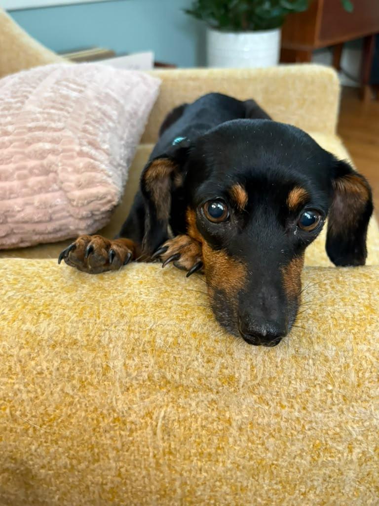 Enlarge Barbara, a ADOPTABLE Dachshund in Portland, OR image 3/4