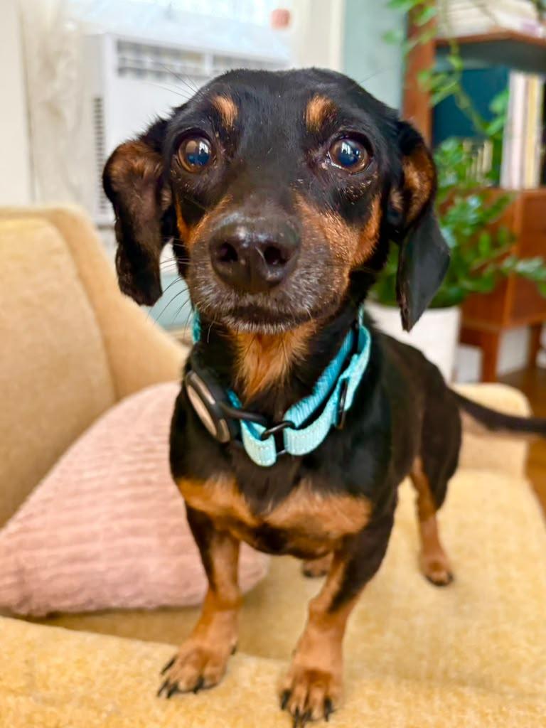 Barbara, ADOPTABLE, Senior Female Dachshund.