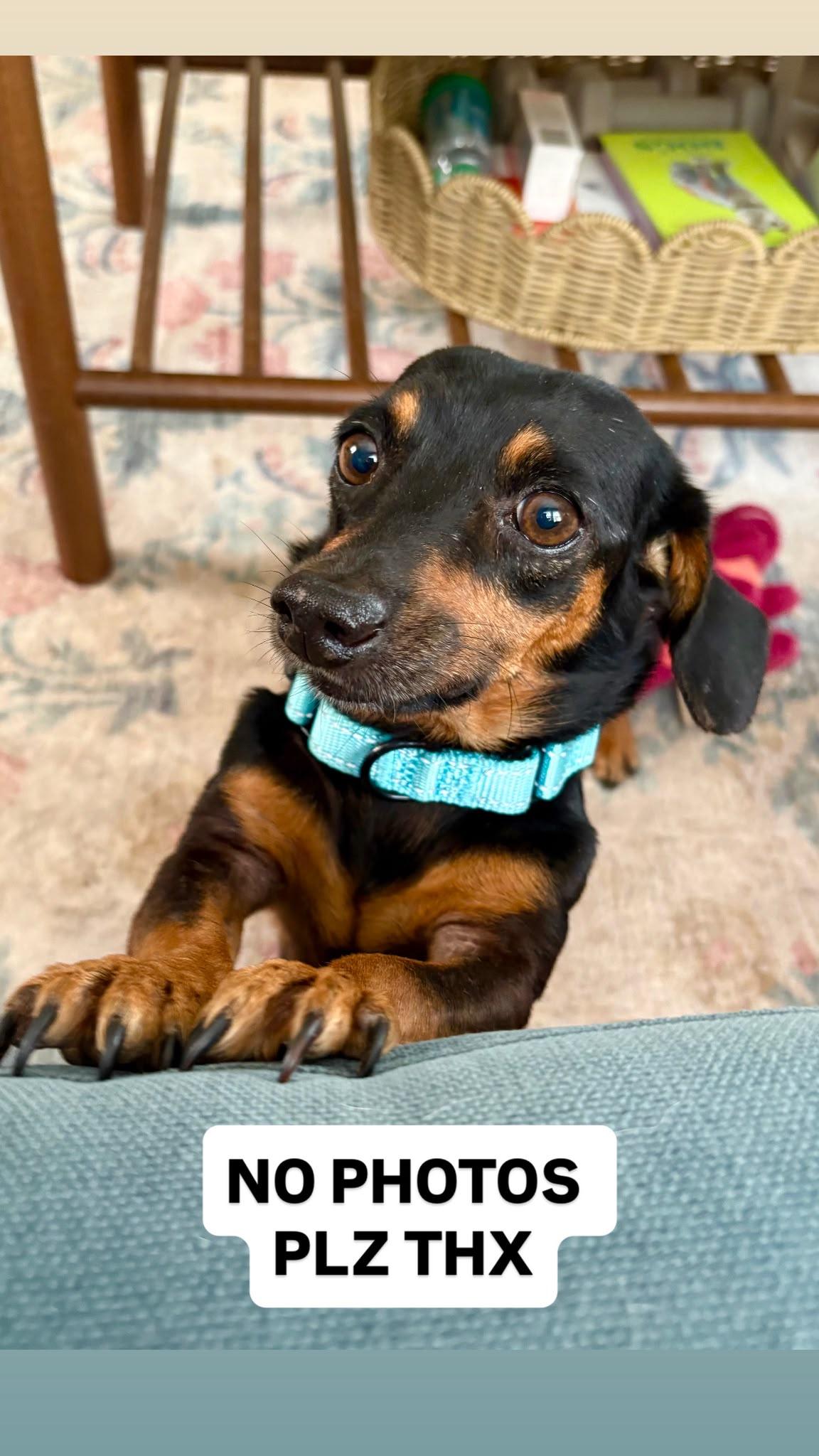 Enlarge Barbara, a ADOPTABLE Dachshund in Portland, OR image 4/4