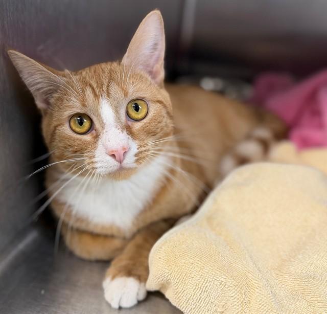 HARRIS, Adoptable, Young Male Domestic Short Hair.