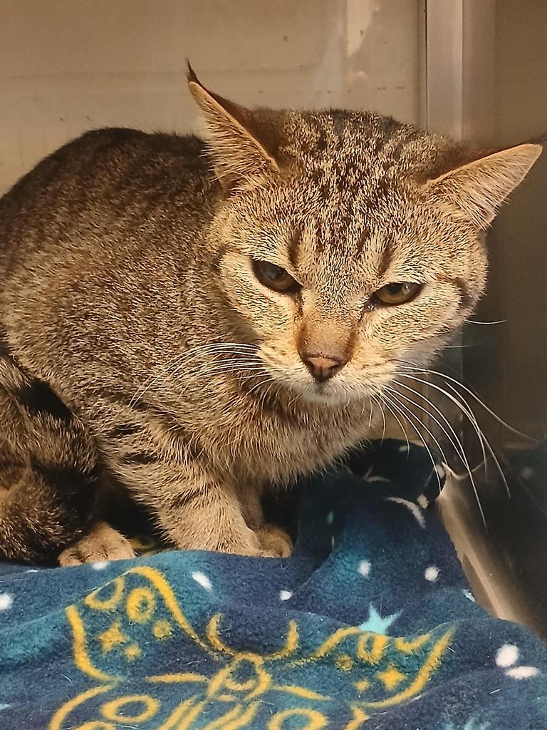 Mulch, Adoptable, Young Male Domestic Short Hair.