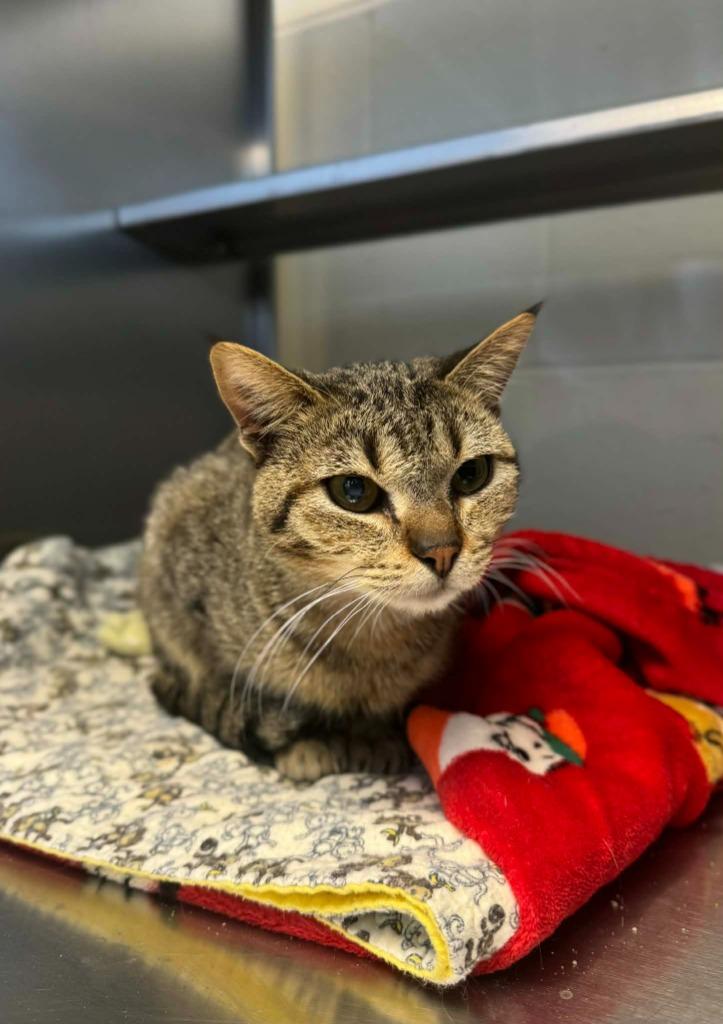 Enlarge Mulch, a Adoptable mixed breed in Grand Forks, ND image 2/5