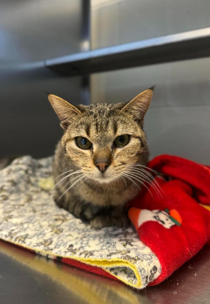 Enlarge Mulch, a Adoptable mixed breed in Grand Forks, ND image 3/5