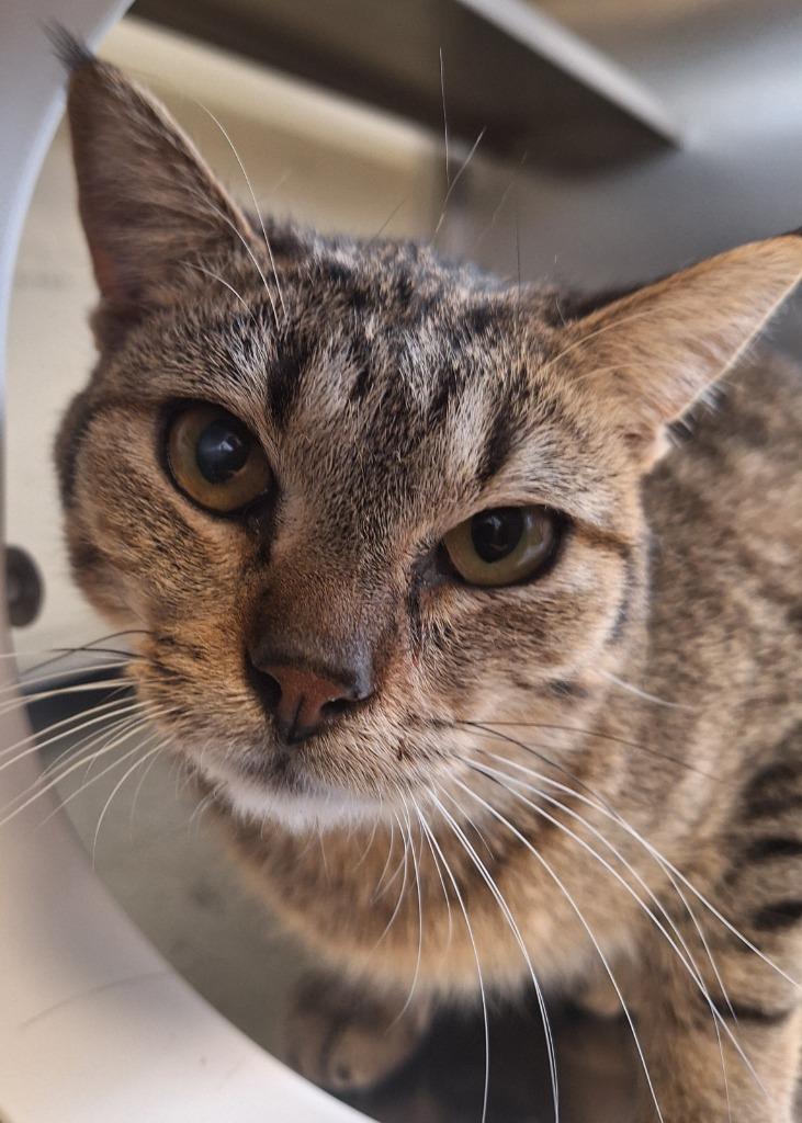 Enlarge Mulch, a Adoptable mixed breed in Grand Forks, ND image 4/5