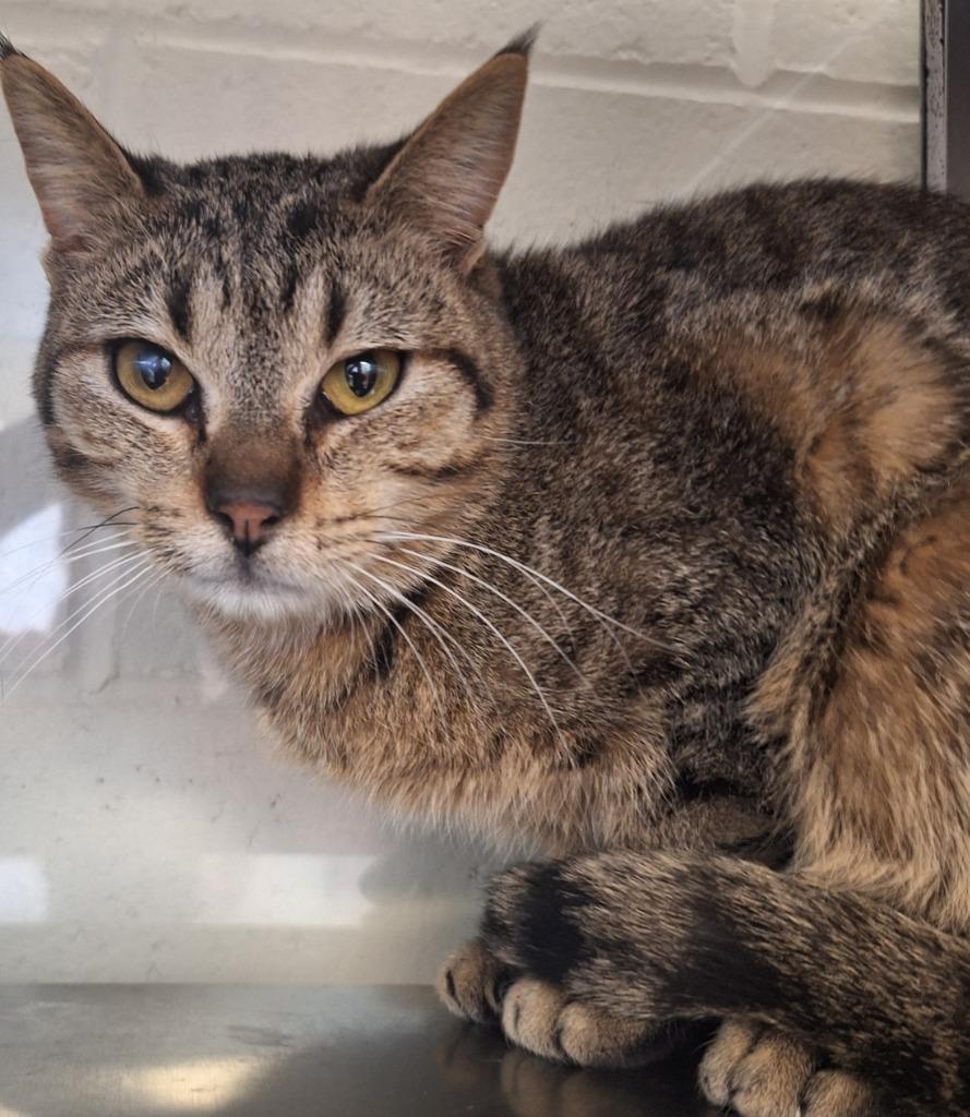 Enlarge Mulch, a Adoptable mixed breed in Grand Forks, ND image 5/5