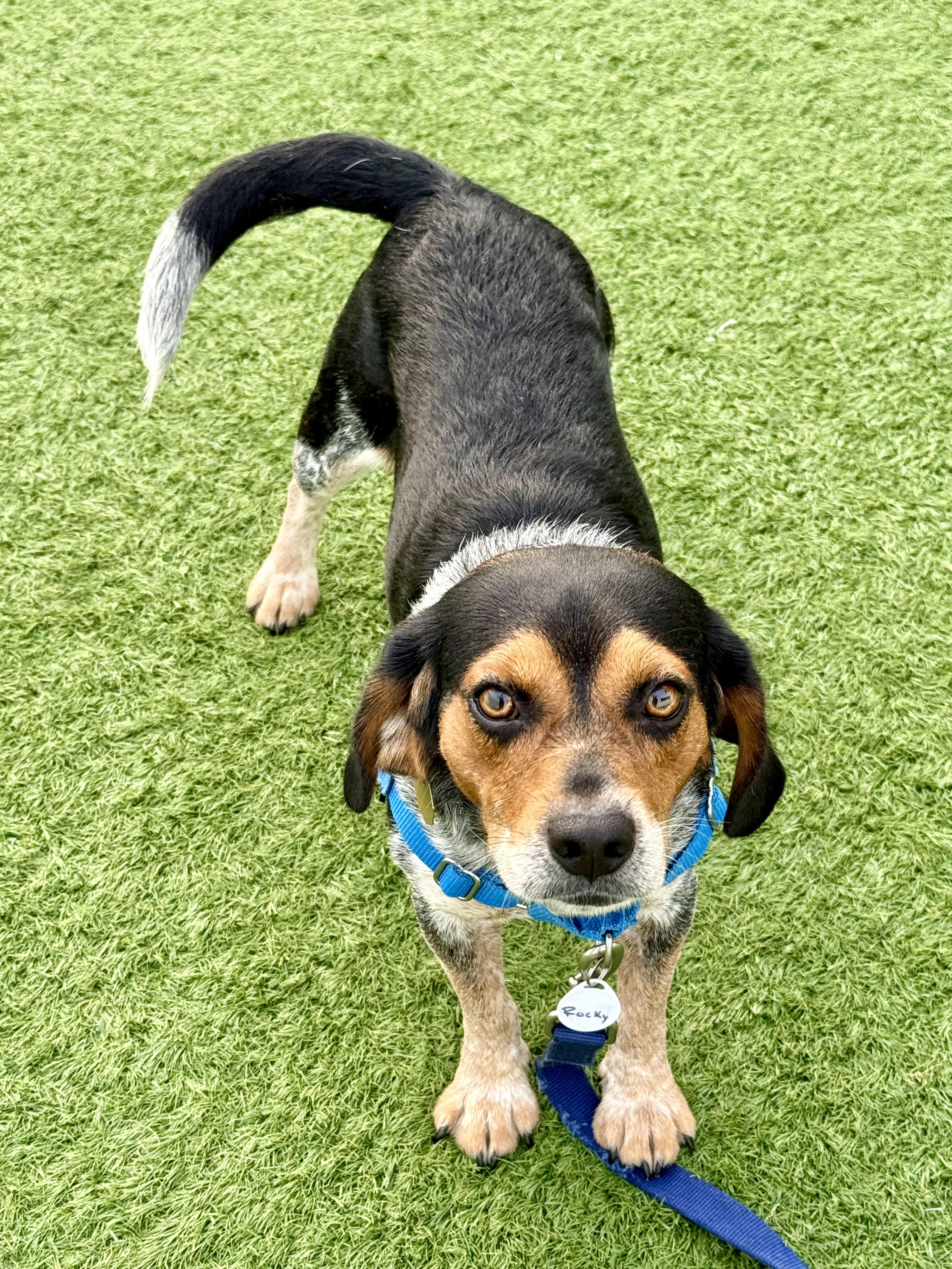 Rocky, an adopted mixed breed in Downers Grove, IL image 1/3