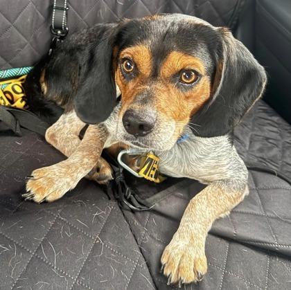 Rocky, an adopted mixed breed in Downers Grove, IL image 2/3