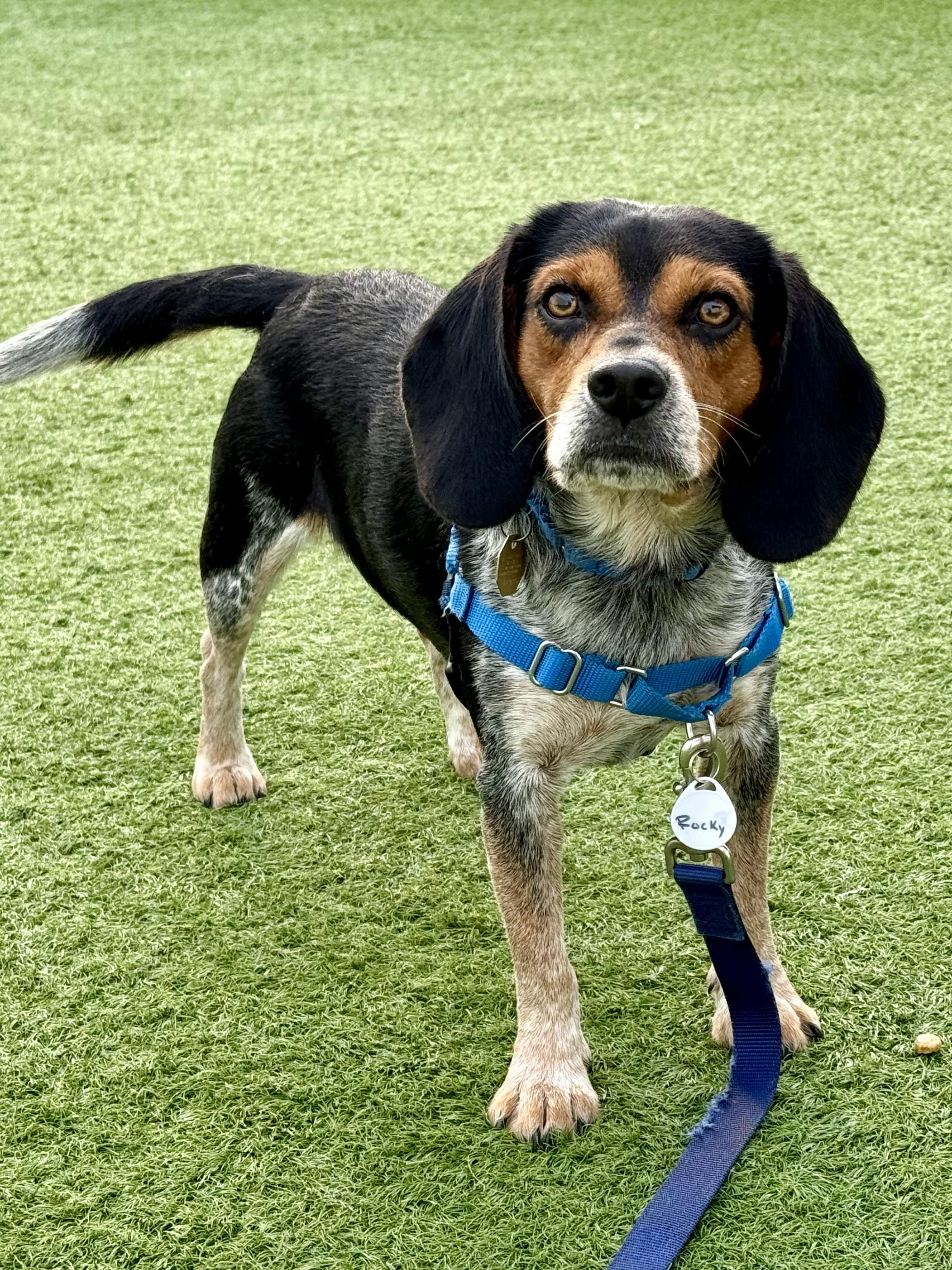 Rocky, an adopted mixed breed in Downers Grove, IL image 3/3