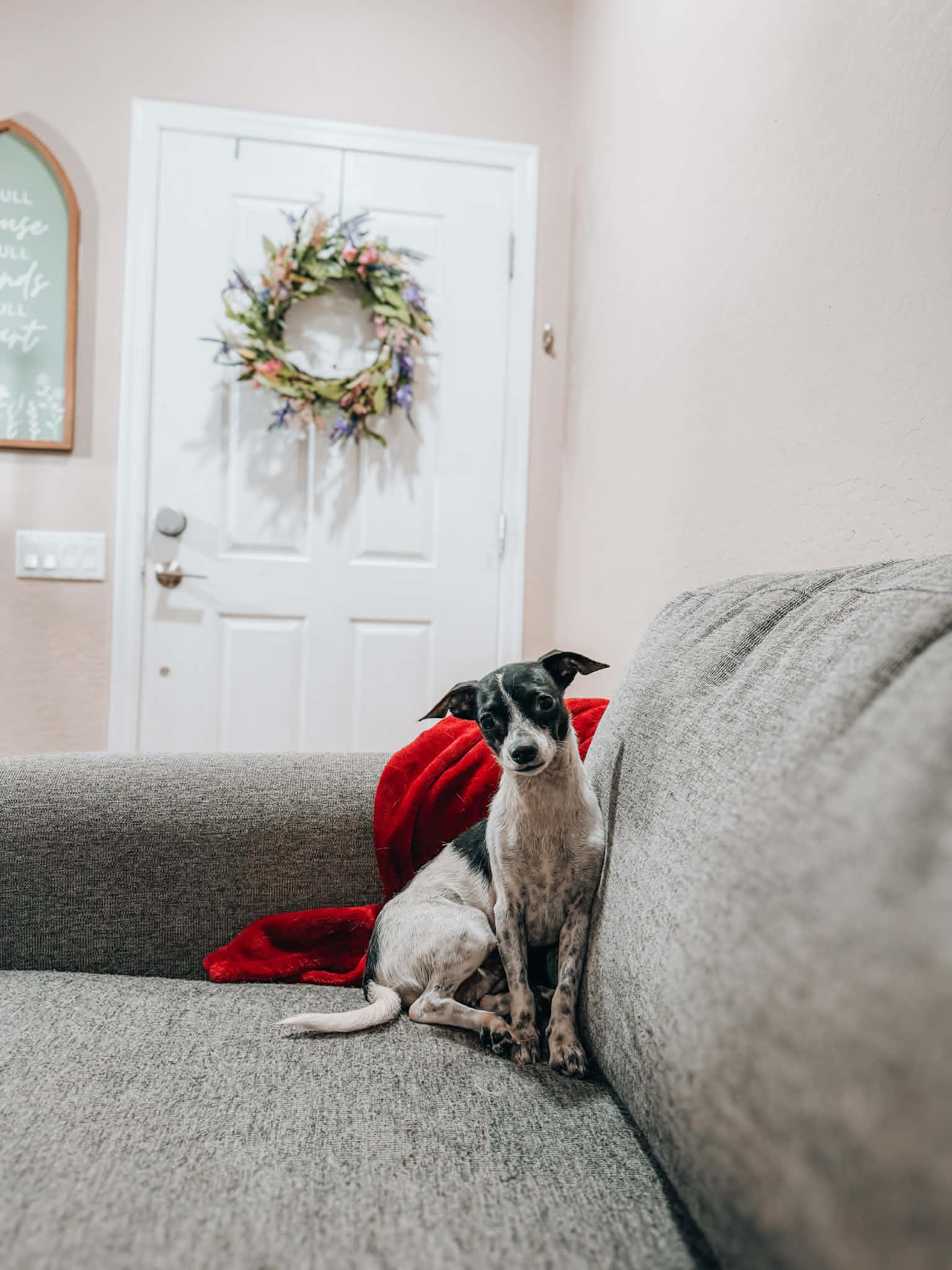 Juniper , Adoptable, Young Female Jack Russell Terrier & Chihuahua.