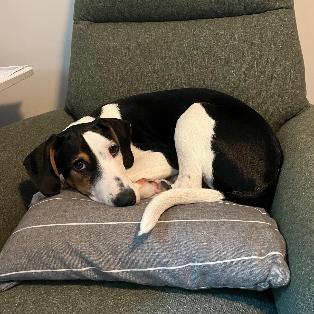 Enlarge Jerry, a Adoptable mixed breed in Albany, NY image 2/6