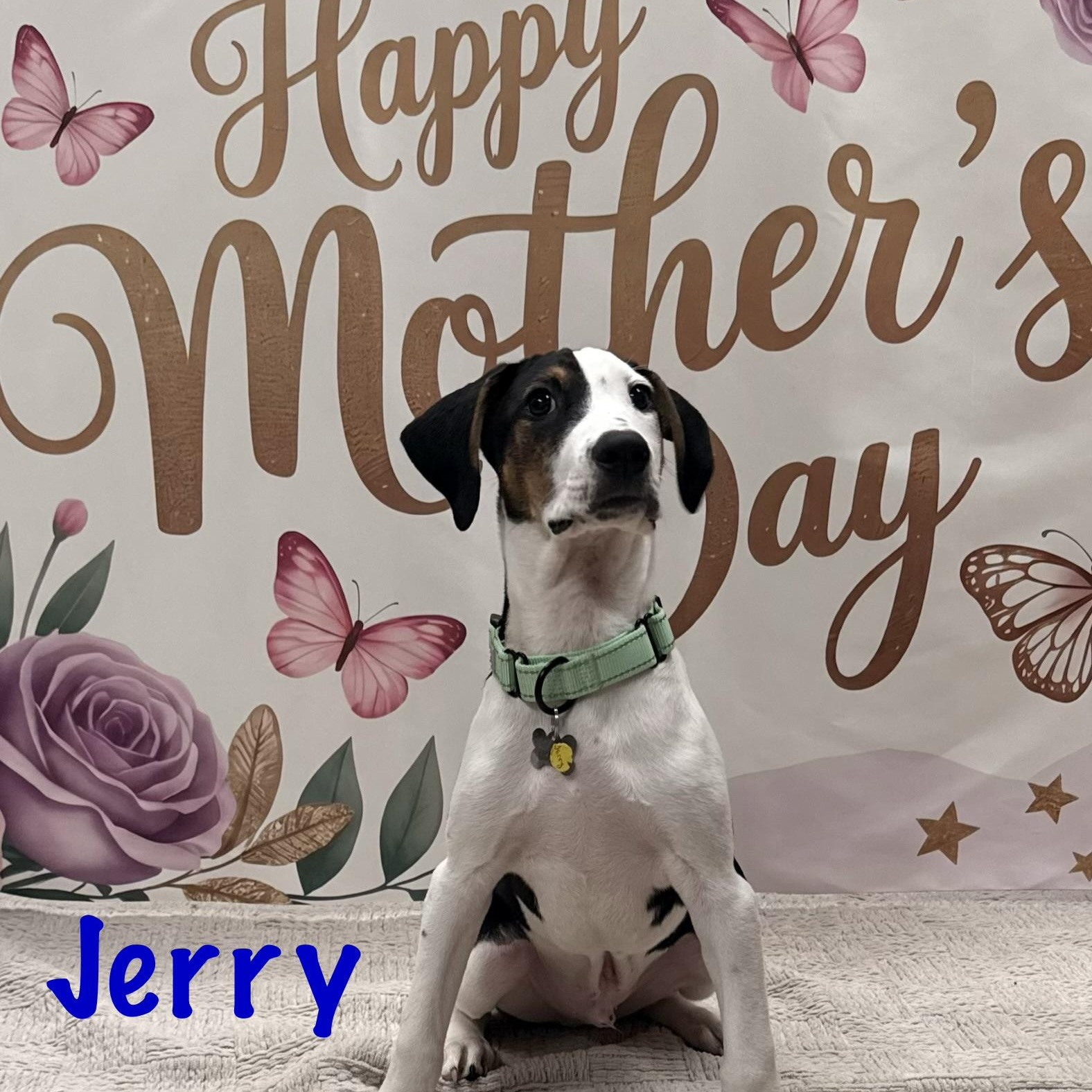 Enlarge Jerry, a Adoptable mixed breed in Albany, NY image 2/5