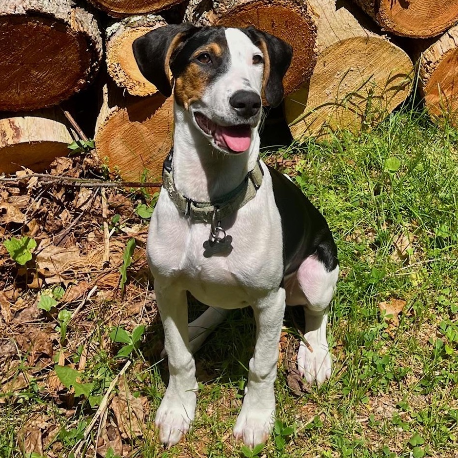 Jerry, Adoptable, Puppy Male Terrier & Shepherd.