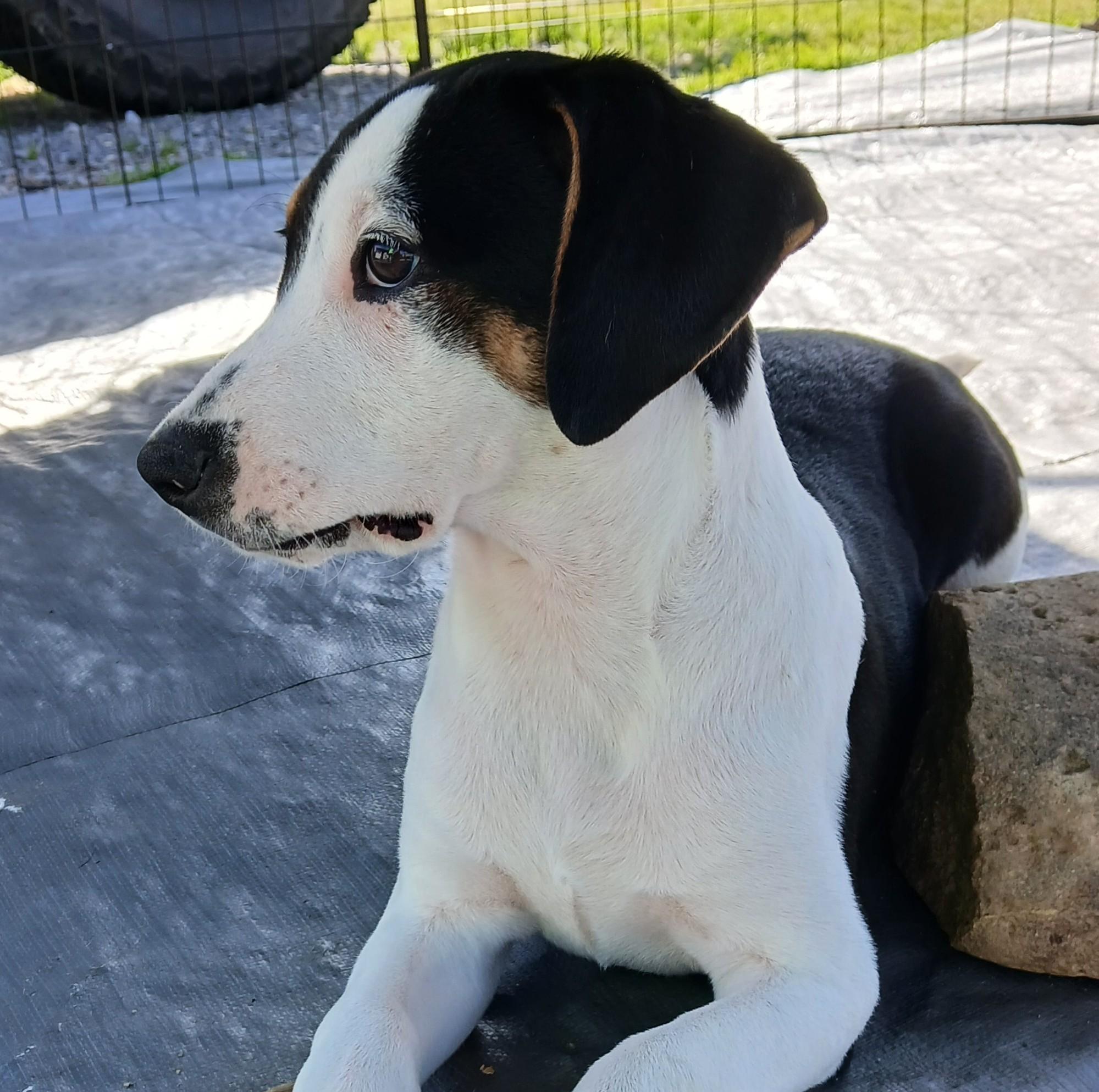 Enlarge Jerry, a Adoptable mixed breed in Albany, NY image 5/5