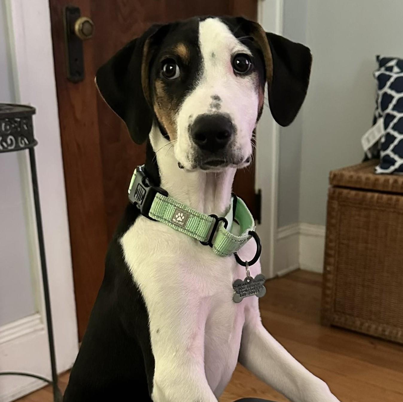 Enlarge Jerry, a Adoptable mixed breed in Albany, NY image 1/5