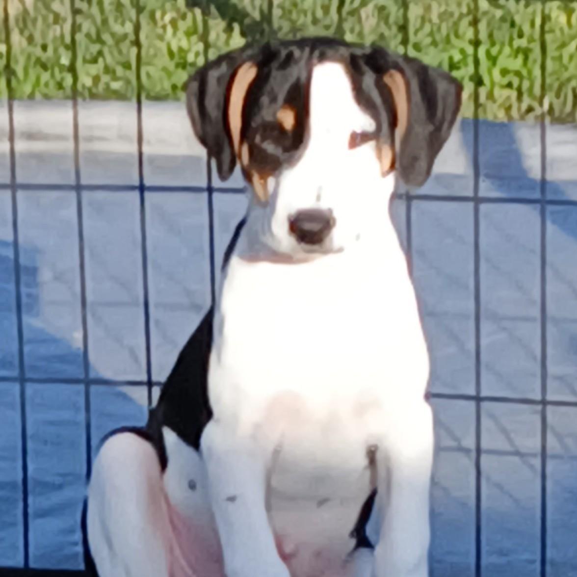 Enlarge Jerry, a Adoptable mixed breed in Albany, NY image 3/5