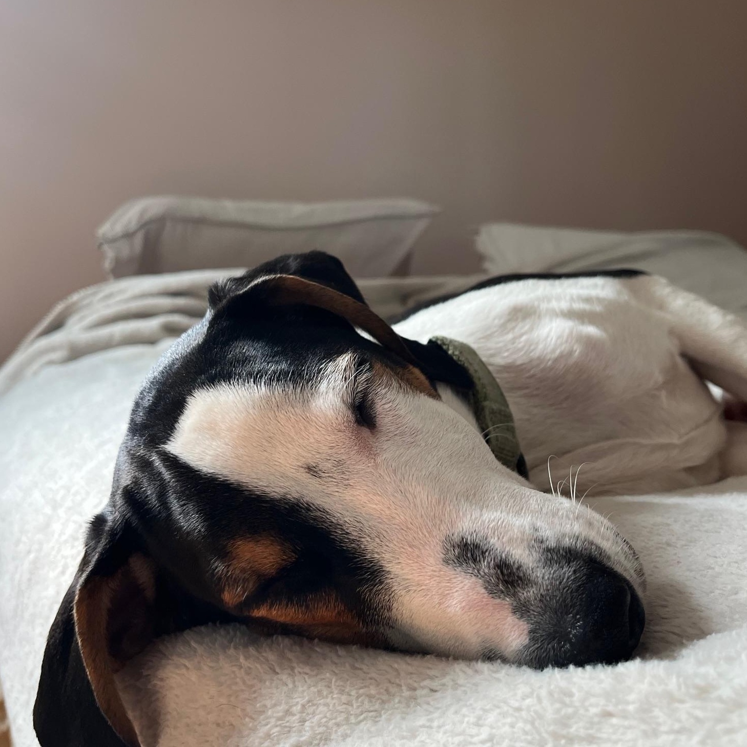 Enlarge Jerry, a Adoptable mixed breed in Albany, NY image 3/6