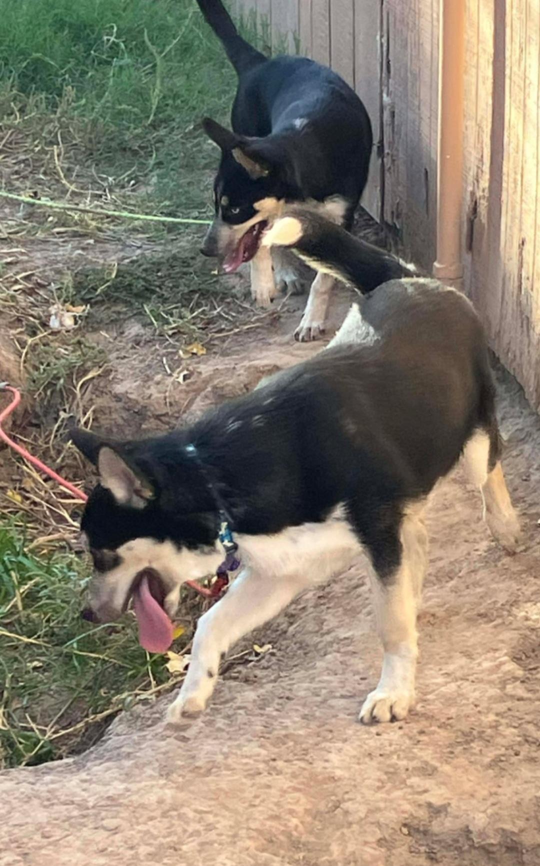 Rayo , a ADOPTABLE mixed breed in Tacoma, WA image 3/5